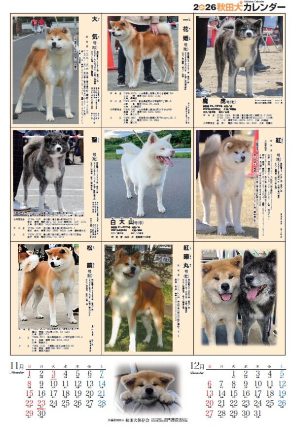 2026年版 秋田犬カレンダー（10月15日より発送） - 画像 (2)